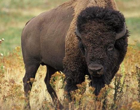 bison