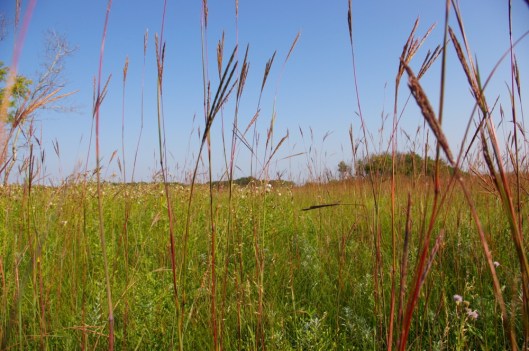 Tall grass prairie 2