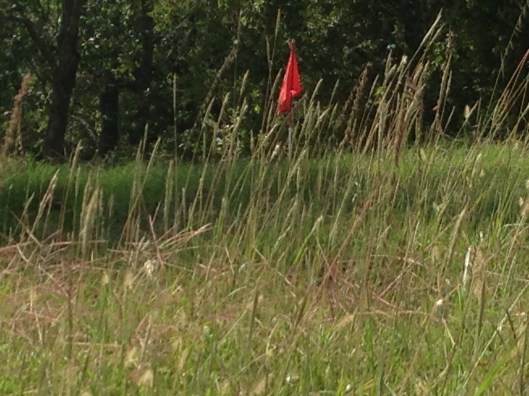 Golf 1 Flag w Grass