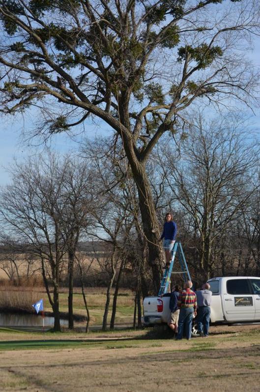 Thanksgiving 2013 Mistletoe Tree Episode