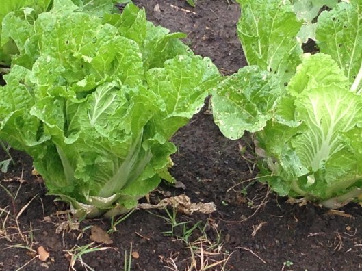 Garden romaine