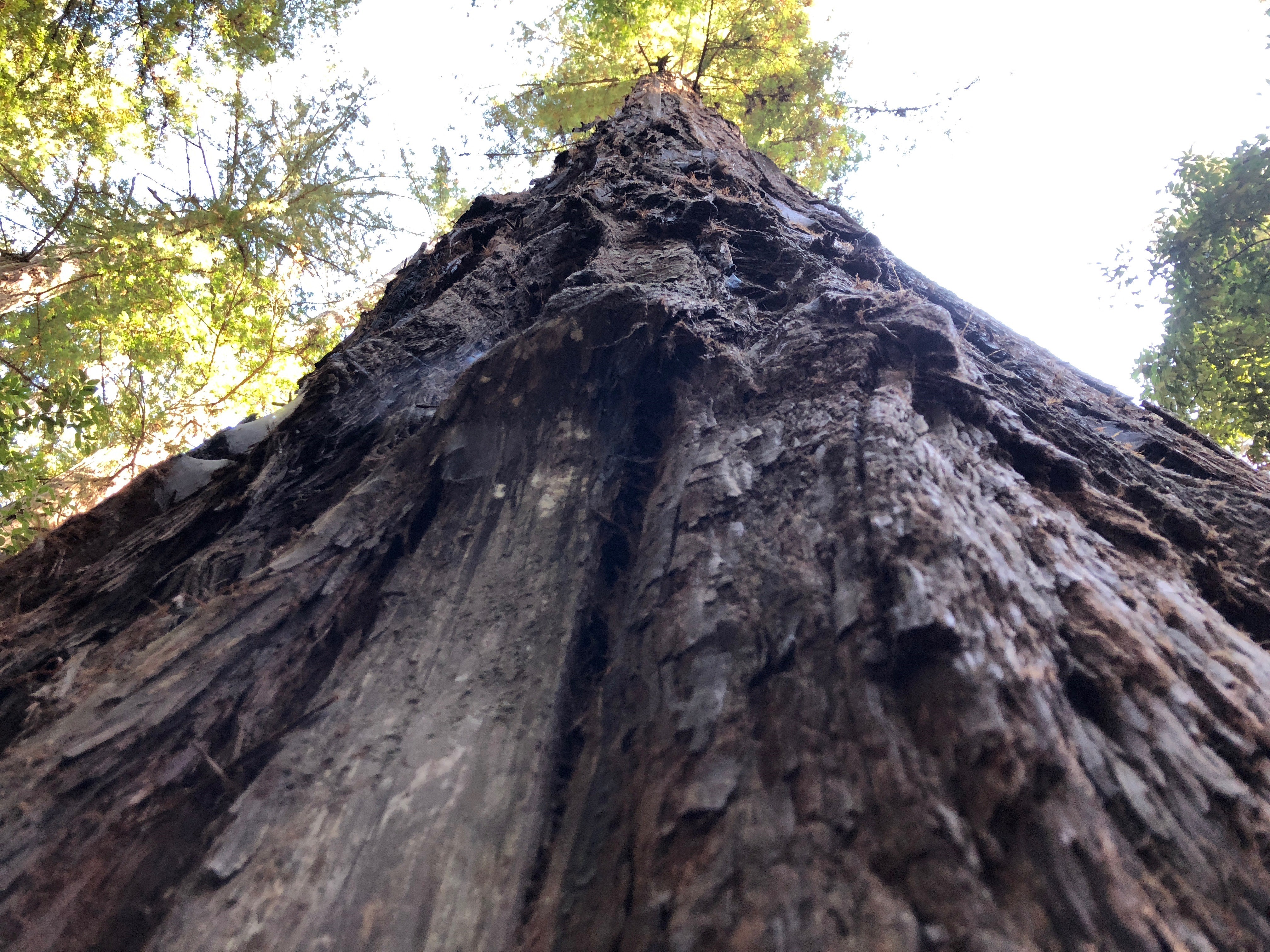 Redwood vertical
